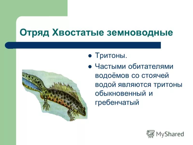 Гребенчатый тритон тип развития. Гребенчатый тритон развитие прямое. Цикл развития тритона обыкновенного. Гребенчатый тритон цикл развития. Гребенчатый тритон внешнее строение.