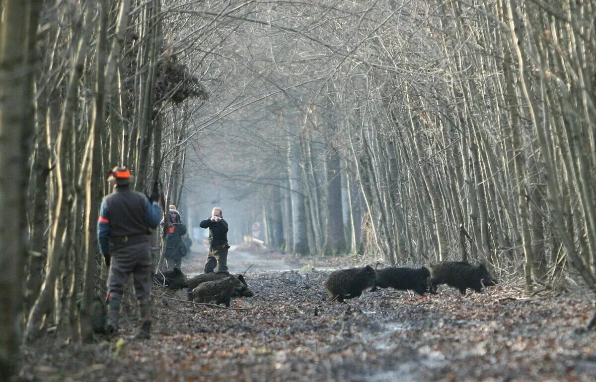 Hunting in another