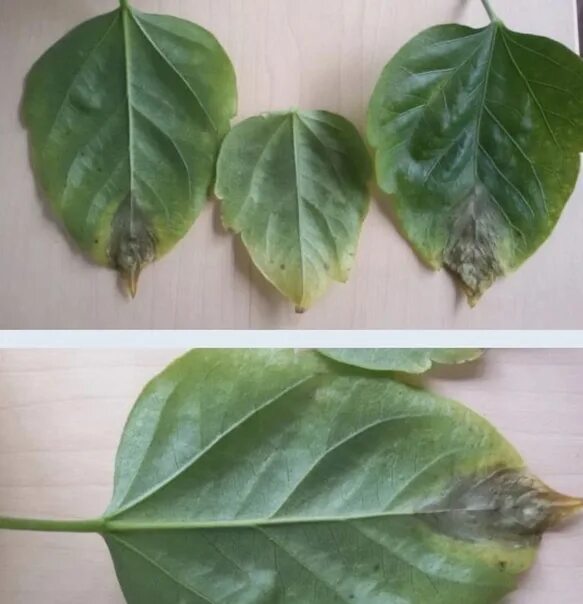 Паутинный клещ на гибискусе. Фузариоз гибискуса. Почему сохнет гибискус. Гибискус чахнет. Почему сохнет гибискус.