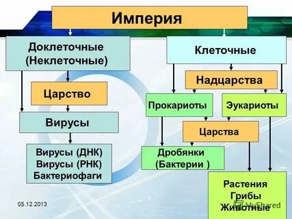 Надцарство крапивы