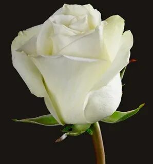 Miss white