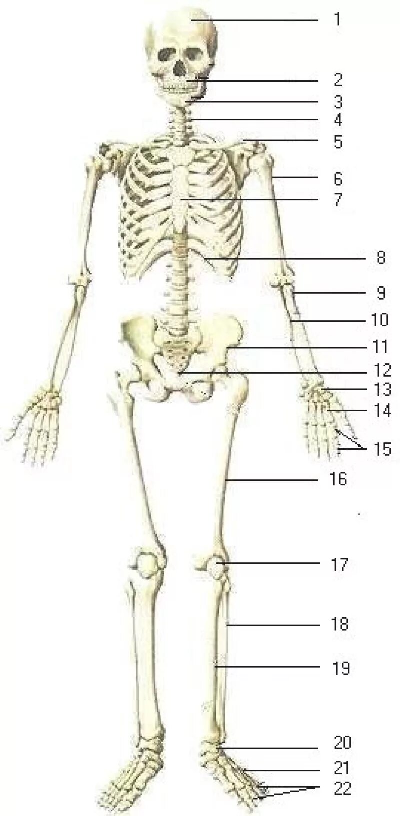 Скелет человека без подписи костей. Кости скелета человека без подписей. Строение скелета человека без подписей. Строение человека скелет с цифрами.