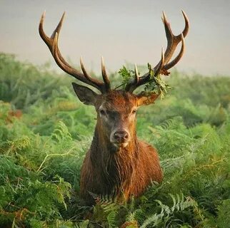 Wild photo
