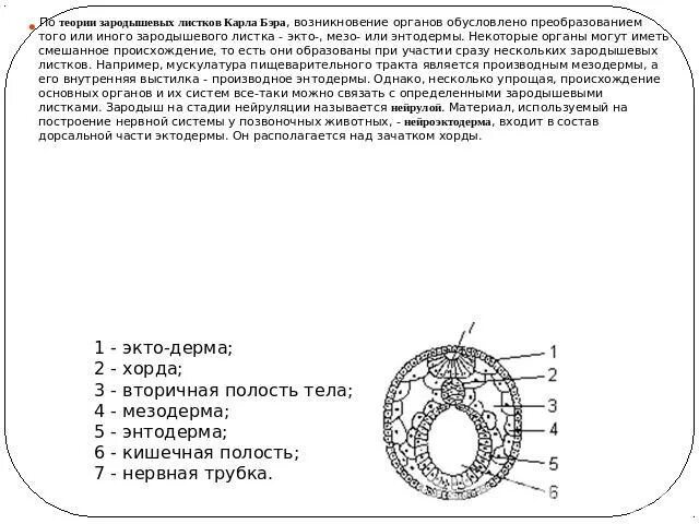 Ткани и органы тип зародышевого листка. Ткани и органы тип зародышевого листка