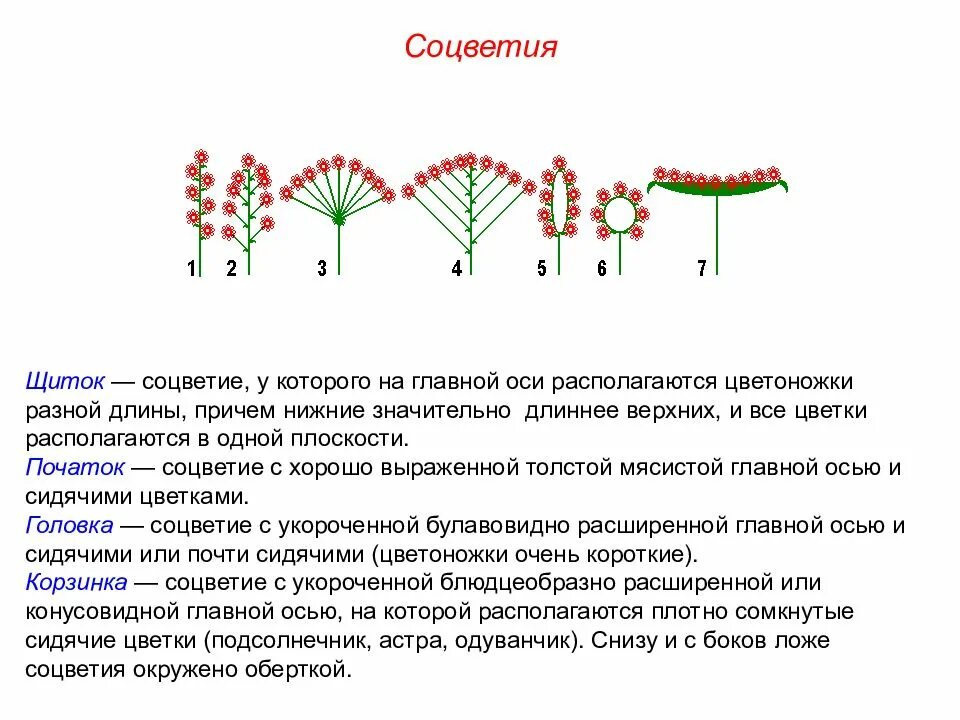 Биологическое значение соцветий состоит в том что