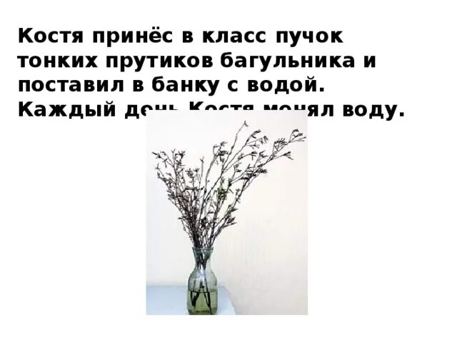 Костя принес в класс пучок тонких прутиков багульника. Пучок тонких прутиков багульника. Прутики багульника изложение. Костя принёс в класс пучок тонких прутиков багульника изложение.