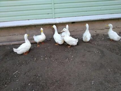 Черри утка описание отзывы