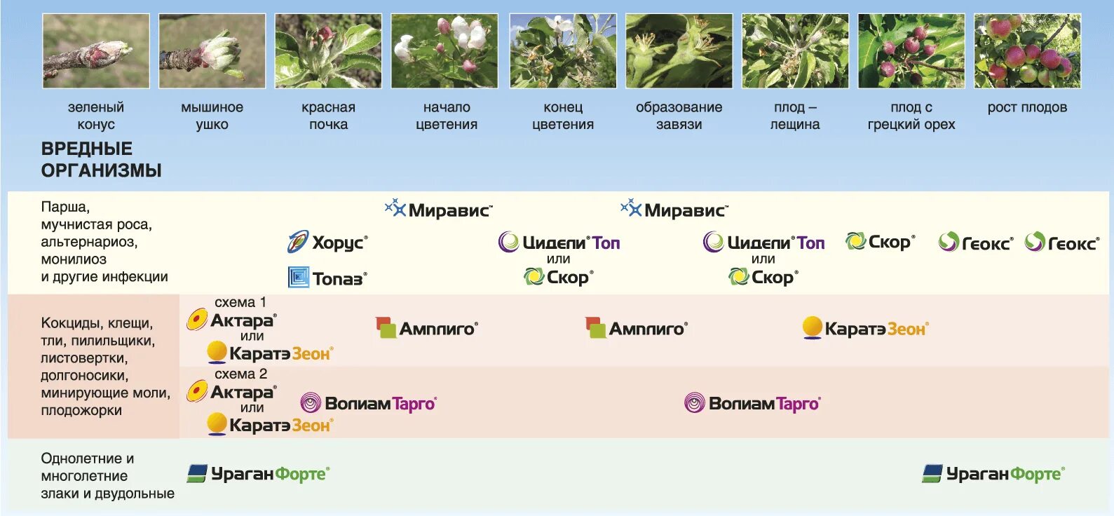 Схема защиты яблони. Таблица эффективности действующих веществ фунгицидов. Миравис фунгицид. Фунгициды таблица препаратов.