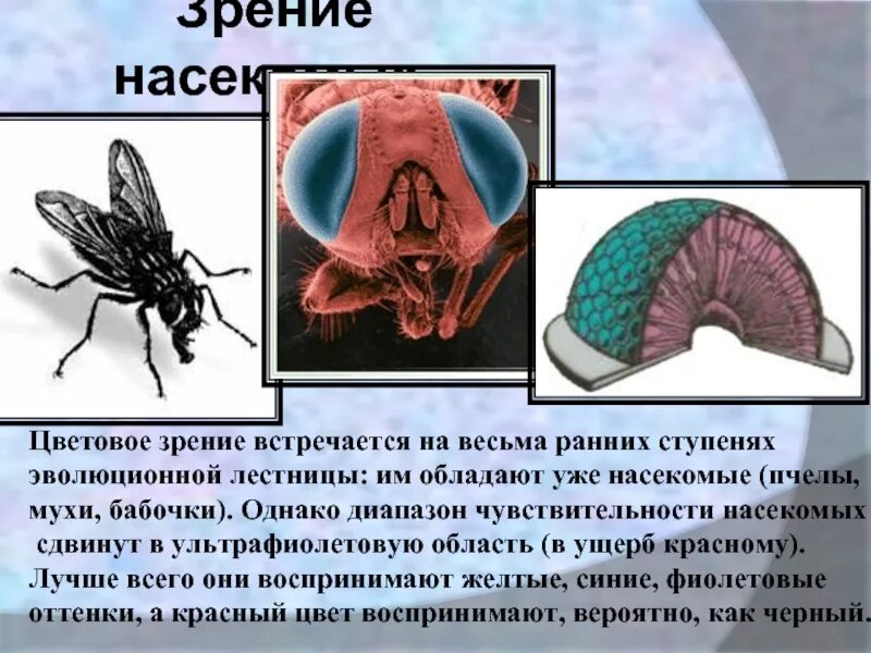 Пример преимущества которое дает насекомым такое зрение Как собаки видят мир в цветах
