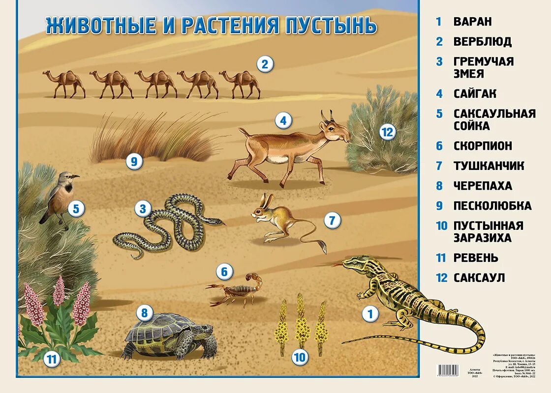 Пустыня условия жизни животных. Обитатели пустыни. животные и растения пустыни. растительный и животный мир пустыни. растения и животные в пустынях.