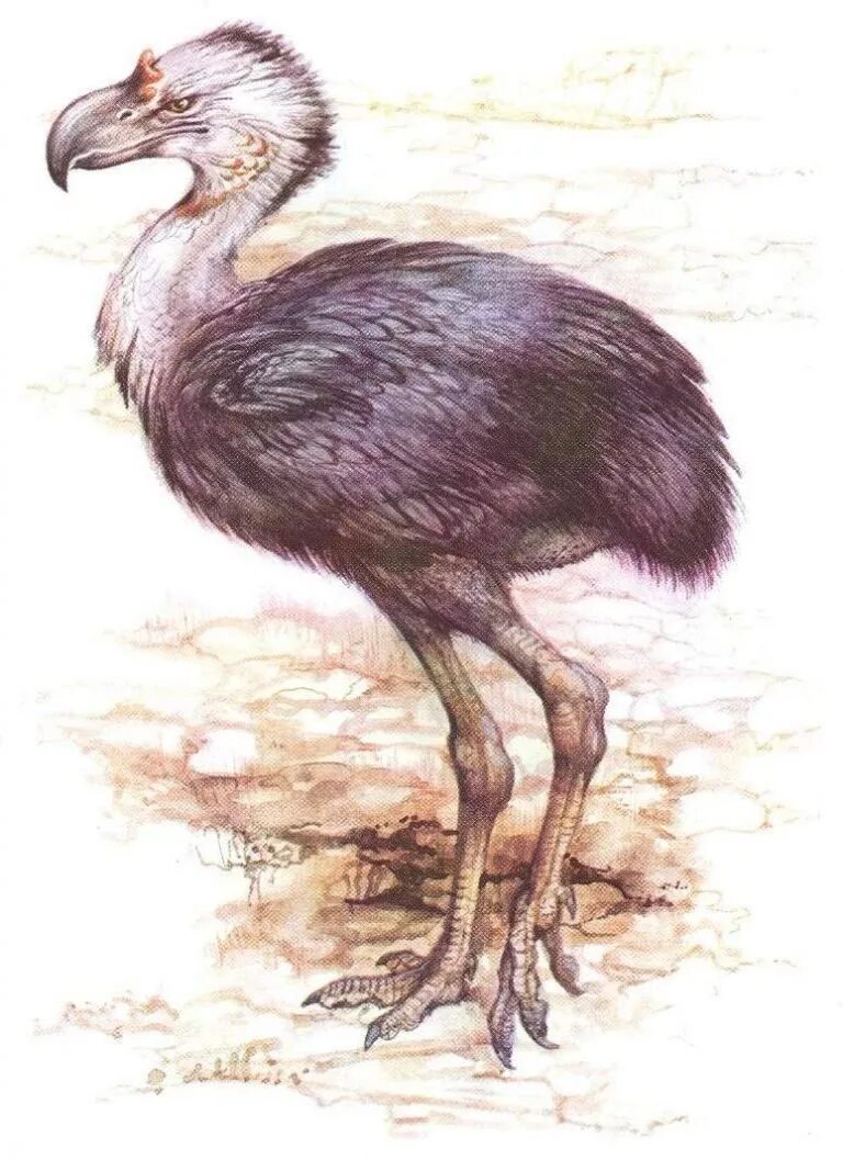 На рисунке изображена реконструкция фороракоса крупной. Фороракос птица. Доисторическая птица фороракос. Ужасная птица фороракос. Фороракос (птица- террорист).