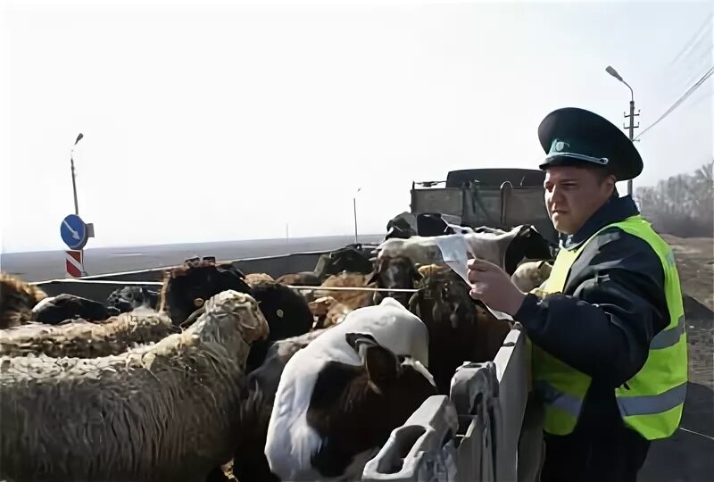 Пограничный ветеринарный контроль Дагестан. Пограничные контрольные ветеринарные пункты пквп. Таможенный ветеринарный контроль. Ветеринарный контроль Россельхознадзора.