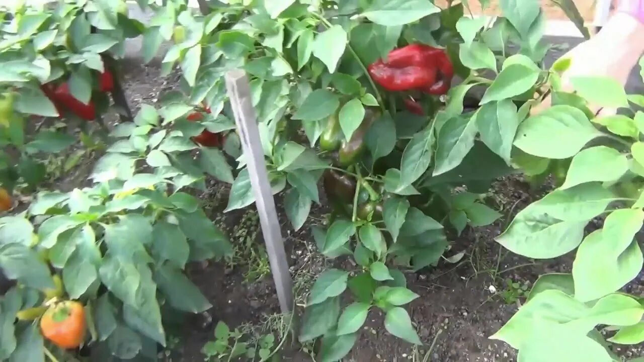 Когда снимать перец с куста в открытом. Болгарский перец подвязка. куст перца. подвязка перцев в открытом грунте. как подвязать перцы.