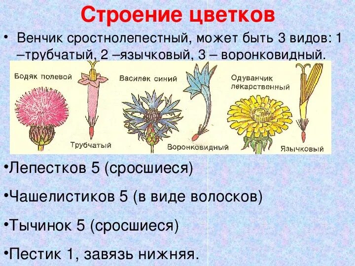 Семейство Сложноцветные строение. Семейство Сложноцветные строение цветка. Семейство Сложноцветные Астровые строение цветка. Семейство Сложноцветные схема. Трубчатых воронковидных цветков