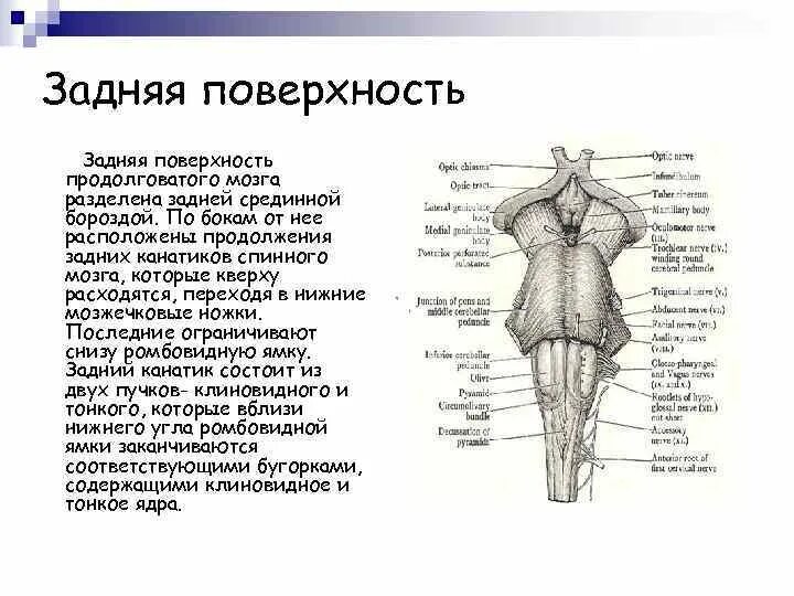 Поверхности заднего мозга. Срединная борозда продолговатого мозга. Срединная щель продолговатого мозга. Дорсальная поверхность продолговатого мозга. Задняя латеральная борозда продолговатого мозга.