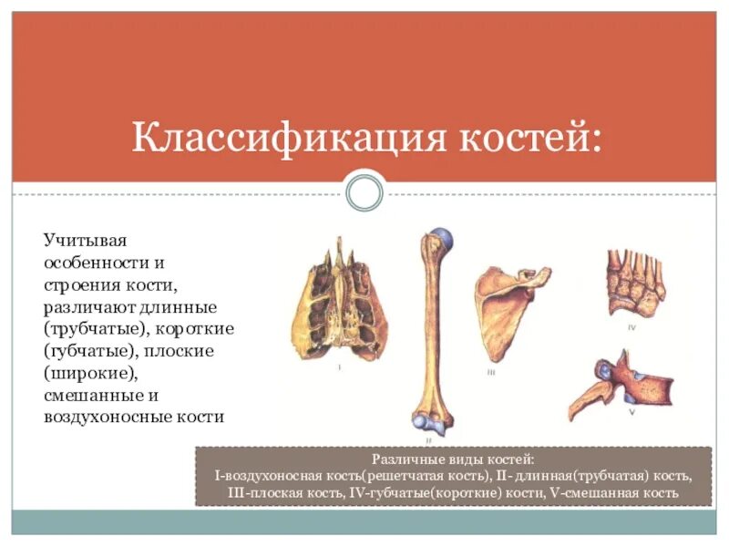 Выберите губчатую кость. Классификация костей трубчатые губчатые. Кости трубчатые губчатые плоские смешанные. Трубчатым -губчатым -плоским -воздухоносным кости. Классификация костей длинные короткие плоские воздухоносные.