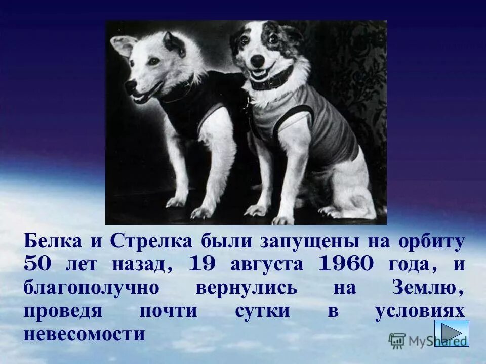 будильник ссср белка и стрелка. 19 августа собаки космонавты. собака космонавт рекс. белка и стрелка презентация по астрономии. белка и стрелка 1960.