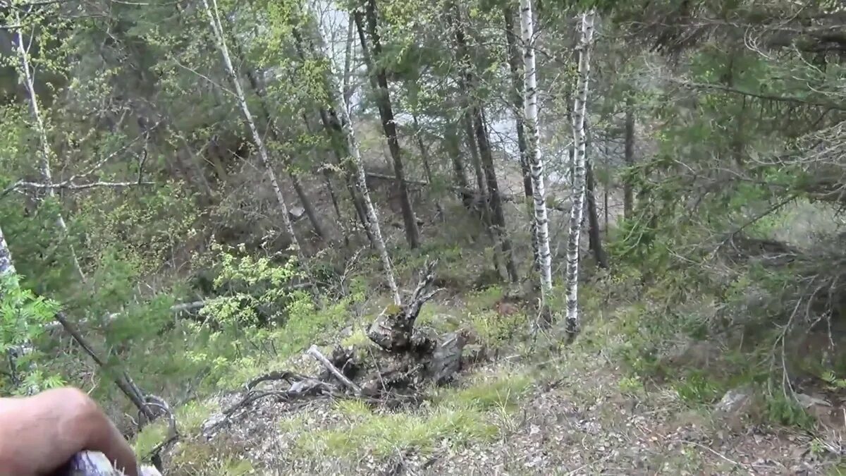 Тайга гадюка верблюд морошка. Леса Сибири. Вид со скалы на лес. Сибирь Тайга. Змеи тайги.