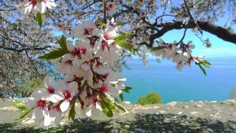 Миндаль в крыму