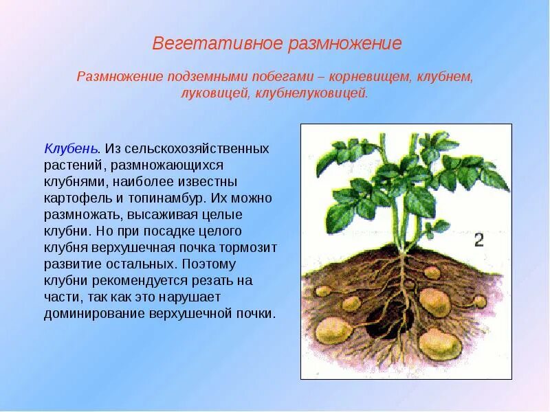 Семенами размножаются ответ. Топинамбур размножение клубнями. Вегетативное размножение топинамбура. Топинамбур корневище клубень луковица. Картофель размножается корневыми клубнями.