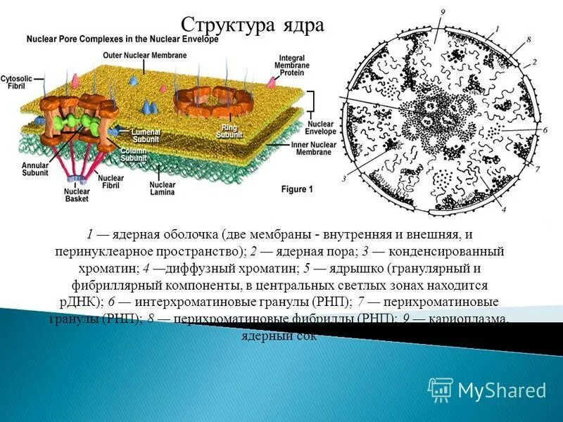 Строение ядра урок