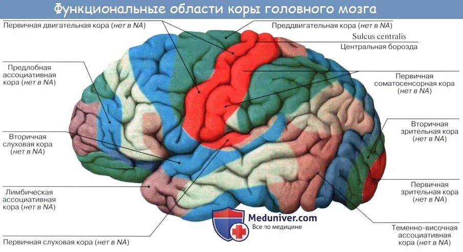 Центры анализаторов в коре головного мозга. Локализация функциональных зон в коре головного мозга. Локализация основных функций коры больших полушарий. Центры коры больших полушарий головного мозга. Схема локализации функций в коре головного мозга.