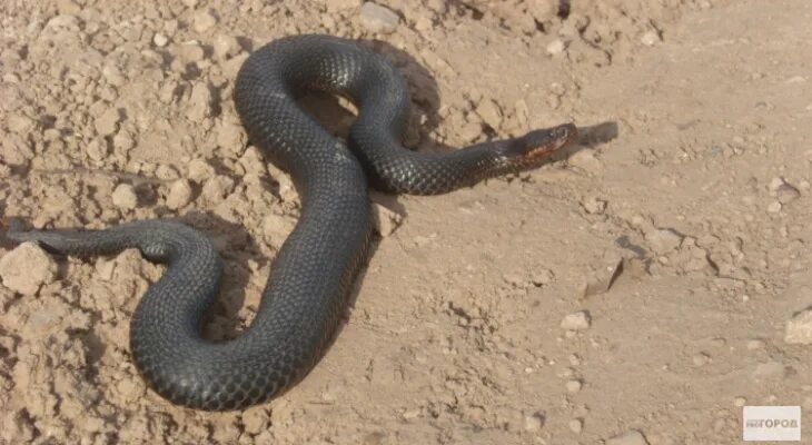 ⚠ Very Many Snakes, Be Careful ! 2022 Типичный Котельнич ВКонтакте