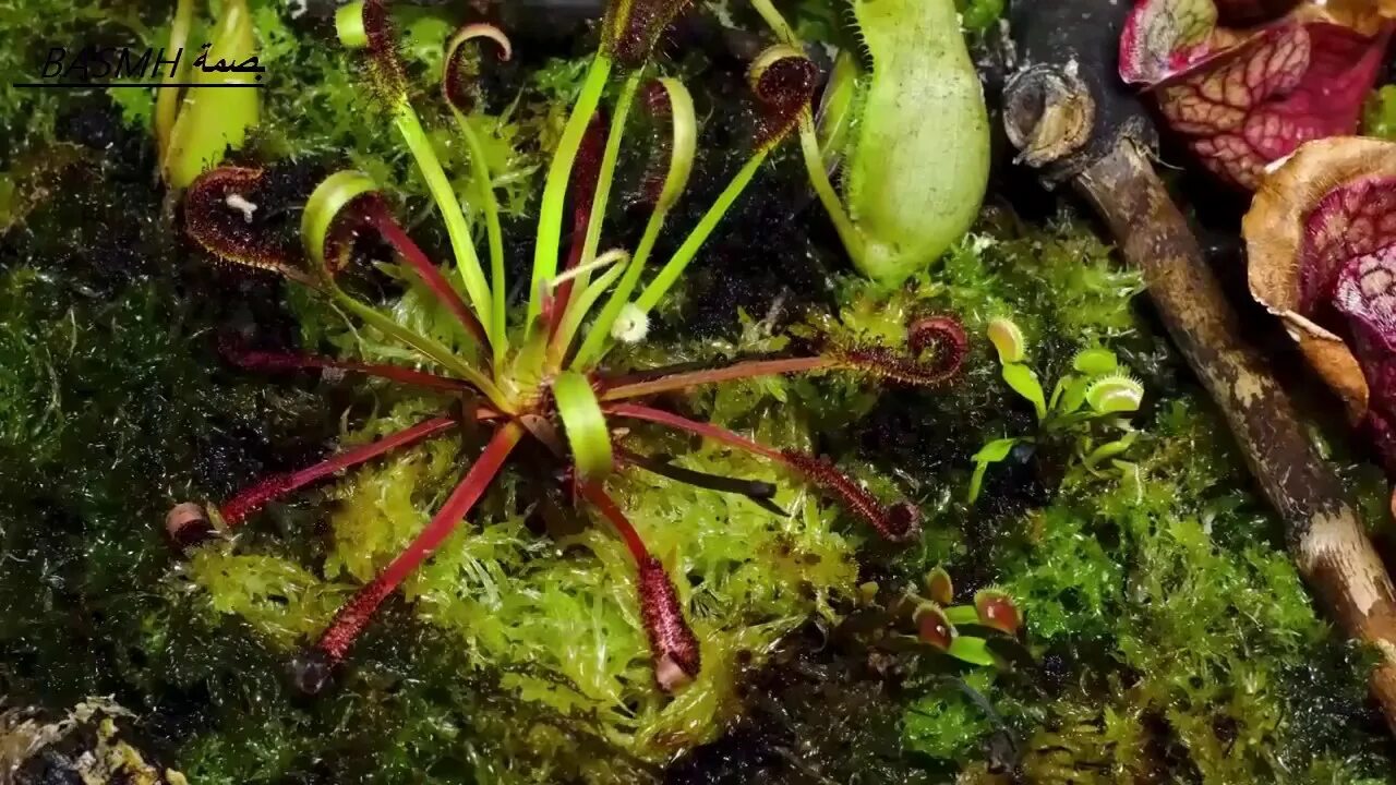 Беннетт растение. Хищное растение девушка. Растения поедают девушек. Plant video