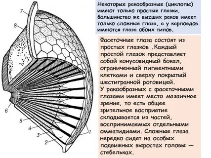 Зрение рака