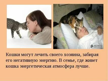 Для чего нужны кошки в жизни человека. О чем думают кошки. Кошачьи привычки. Способны ли кошки думать?. Нужны ли кошкам люди.