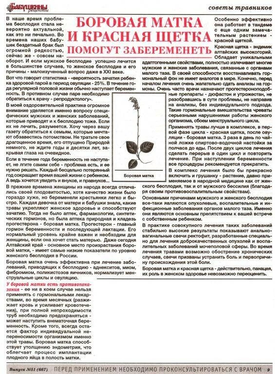Как заваривать боровую матку. Боровая матка и красная. боровая матка и красная щетка. как пить боровую матку и красную щетку. баровая матка с красной щеткой.