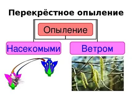 Какая ботаническая наука изучает процесс опыления