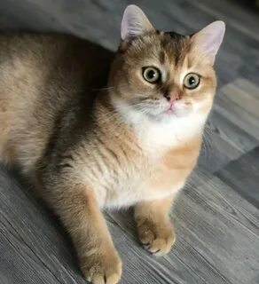 Золотая шиншилла сколько живут