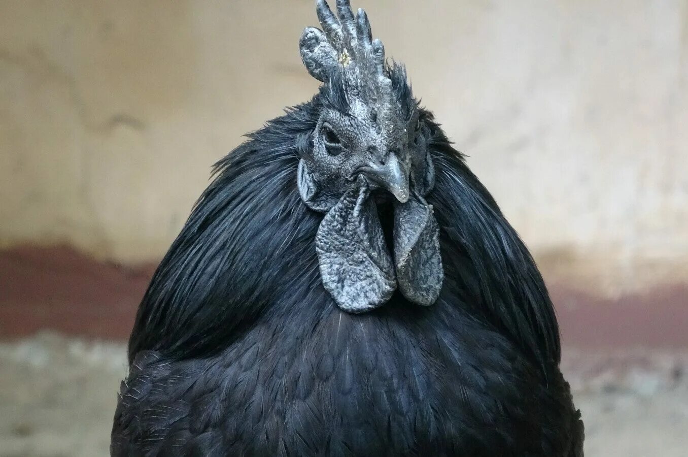 Аям цемани куры. Аям цемани порода. Аям цемани куры. Петух аям цемани. Аям цемани куры.