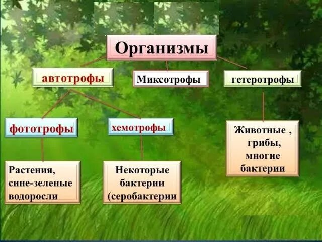 Какую роль в сообществе играют автотрофные