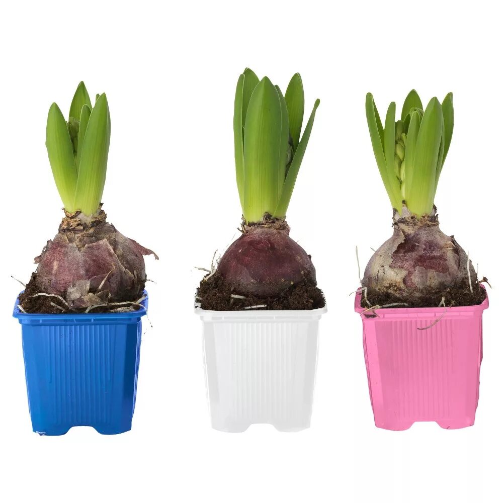 Посадка гиацинтов в горшок. Земля для гиацинта. Гиацинт росток из луковицы. Луковица гиацинта. Гиацинт микс d21.