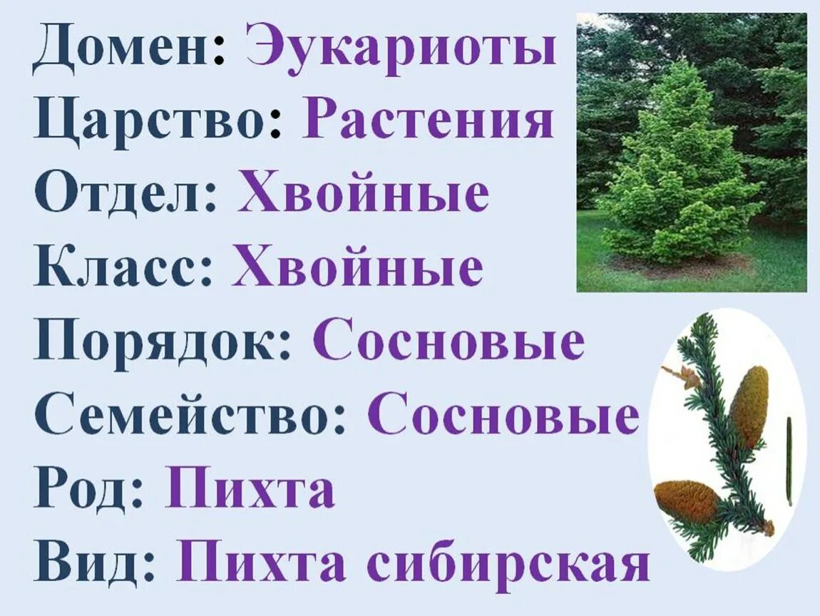 Ель обыкновенная систематика. Царство растения отдел Голосеменные класс хвойные. Туя Западная царство отдел род вид. Ель европейская систематика. Хвойные царство