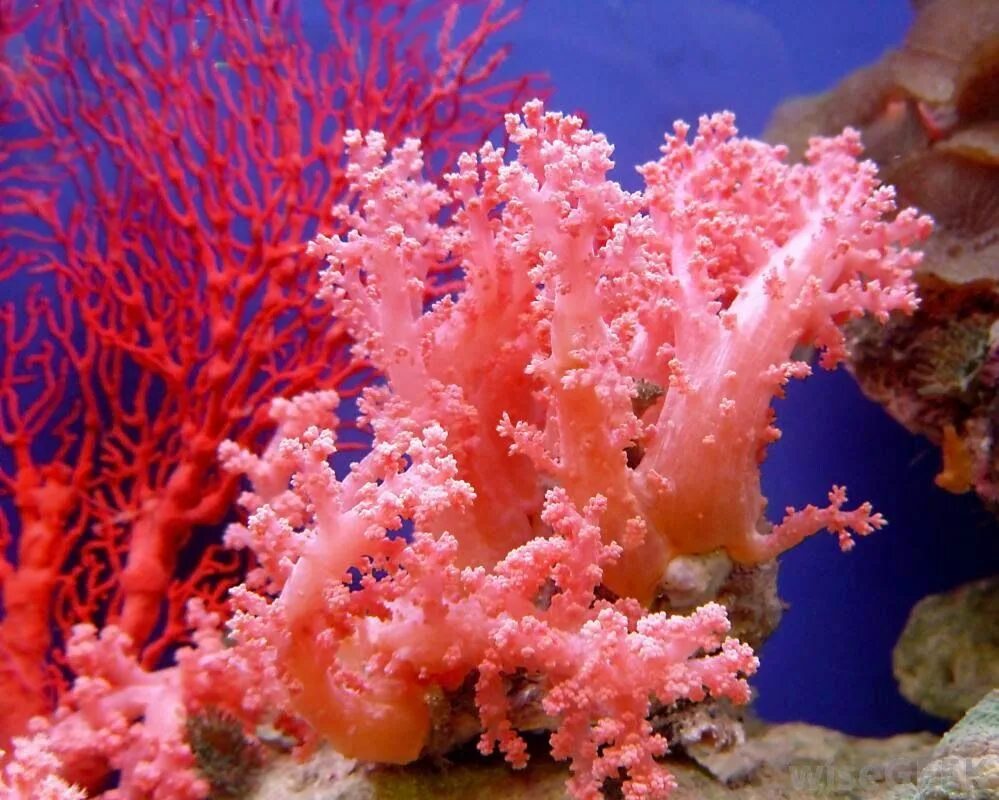 Coral h
