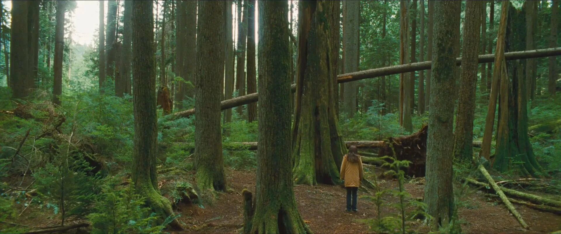 Где то за лесами. Дом медведя сказка. Где то за лесами. Стихи про летнюю берёзу. Тейлор кинни лес призраков.