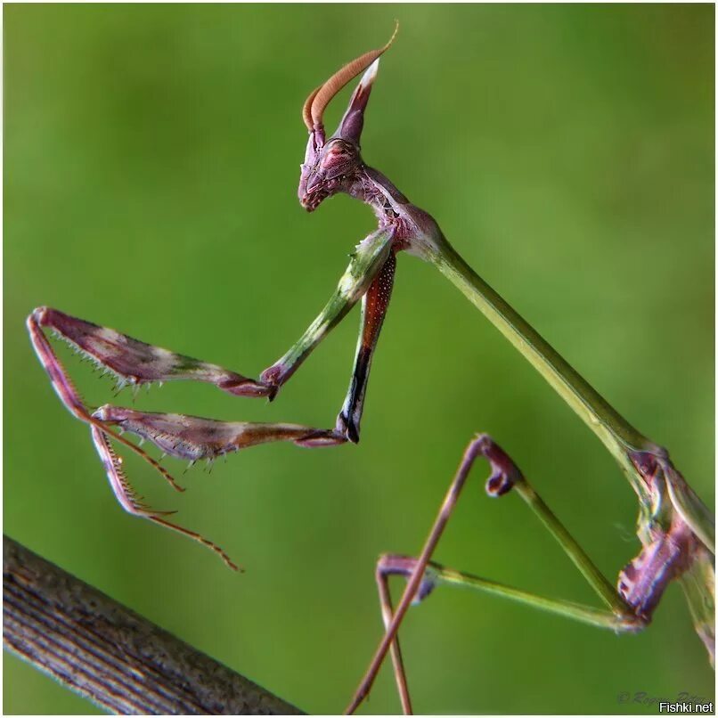 Малазийский орхидейный богомол. Богомол пятнистокрылый (Iris polystictica). Богомол Idolomantis diabolica. ШИПАСТЫЙ орхидейный богомол.