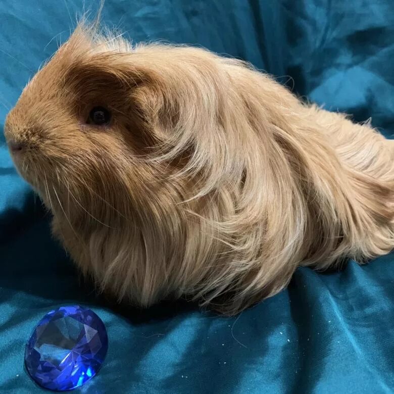 Морская свинка стоит. Морская свинка тедди шелти. Морская свинка мини. Морские свинки недорогие. Морские свинки недорогие.