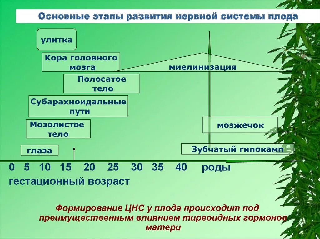 Первичная стадия развития. Этапы развития нервной системы. Этапы формирования нервной системы. Этапы онтогенеза нервной системы. Основные периоды онтогенеза нервной системы.