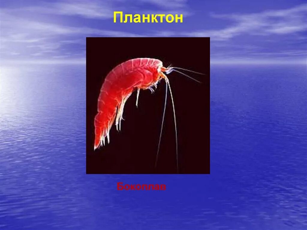 Что такое планктон 5 класс. Планктон. Океанический планктон. Жители океана планктоны. Планктон в водной среде.