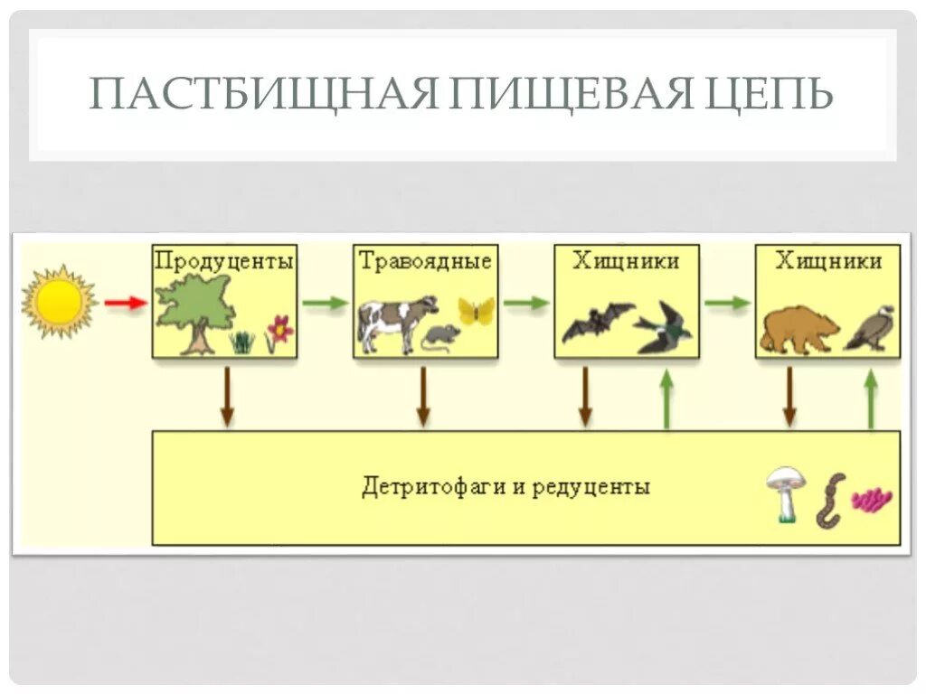 Дождевой червь редуцент или консумент. Детритные цепи питания трофические уровни. Пастбищная и детритная цепь питания. Пастбищная трофическая цепь. Схему уровней трофической пищевой цепи..