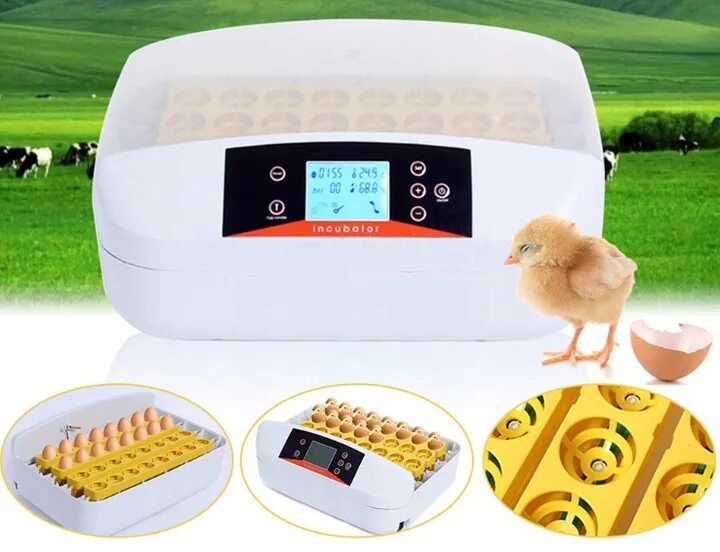 Автоматический инкубатор яиц Chicken Hatcher. Инкубатор для яиц Egg incubator на 6 яиц. Мини цифровой инкубатор 6 яиц автоматический. Инкубатор автоматический 56 яиц.