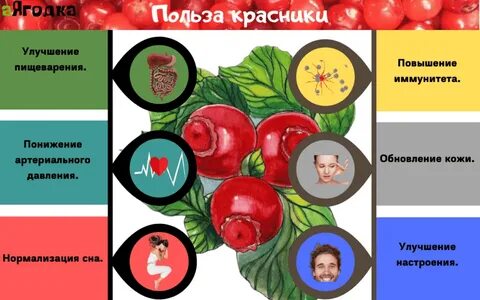 Клоповка сахалинская применение