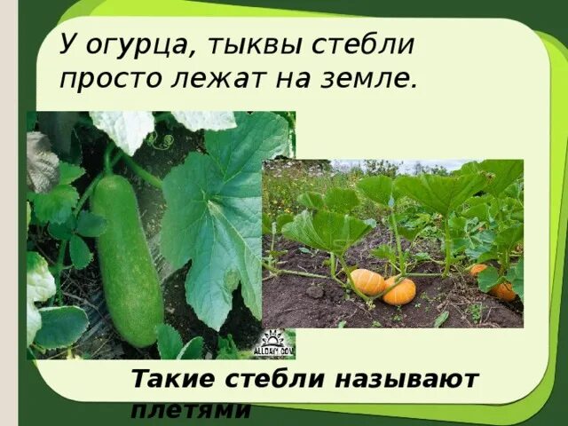 Тыква травянка. Кукурбита пепо. У тыквы стебель. Тыква пепо. У тыквы стебель.