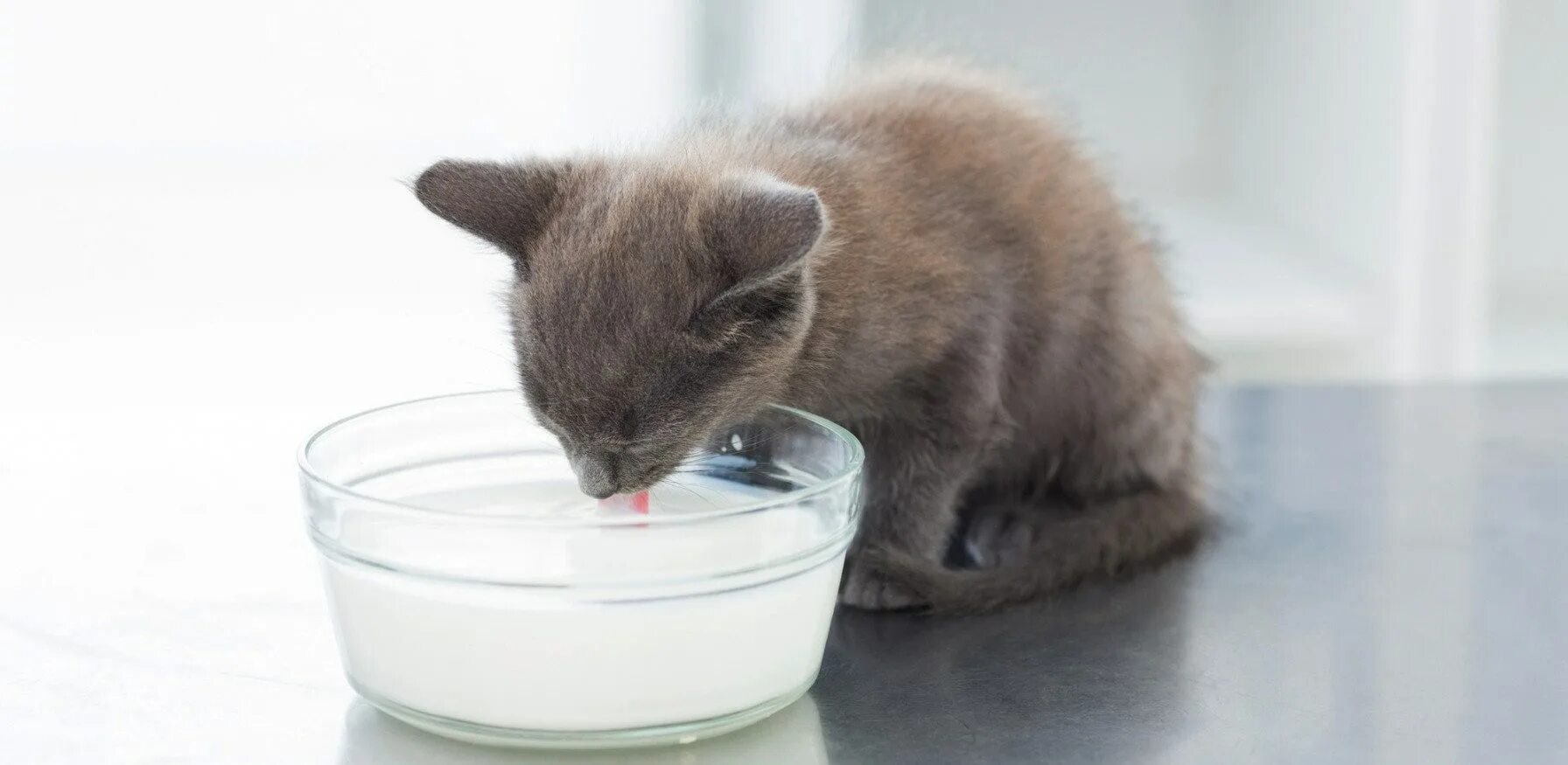 Сколько котята пьют молоко. Кот и молоко. Кот лакает молоко. Кот пьет молоко. Котенок пьет молоко.