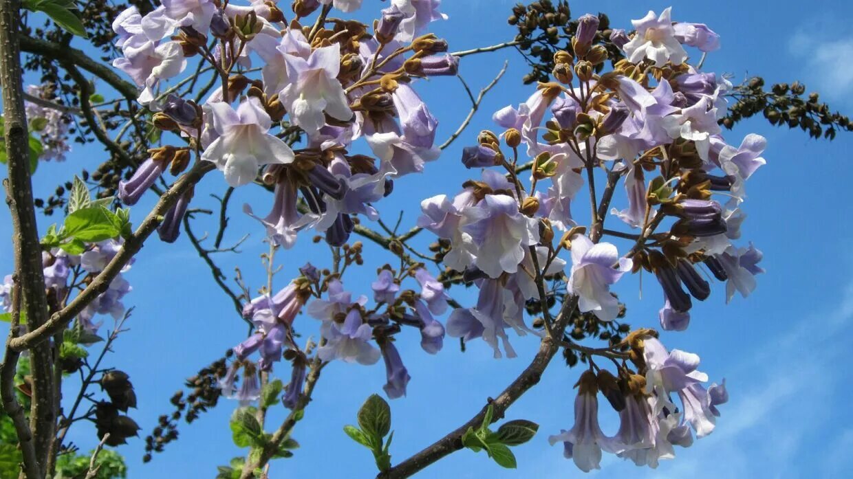Адамово дерево фото и описание. Павловния катальполистная. Павловния жакаранда. Адамово дерево фото и описание. Павлония войлочная адамово дерево.