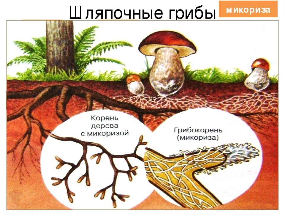 Симбиотрофы микориза. Микориза с грибами-симбионтами. Шляпочные грибы микориза. Микориза грибокорень. Что такое микориза у грибов